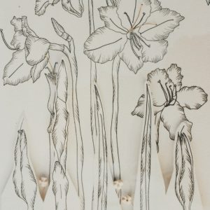 Catalog Raisonne - Mid Summer