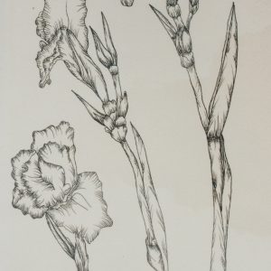 Catalog Raisonne - Spring's Iris